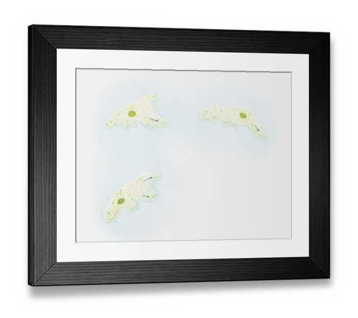 Framed Print : Illustration of how an amoeba moves, liquid cytoplasm flowing through pseudopods carrying organelles with it, amoeba sending out pseudopods in direction of motion Framed Print : Illustration of how an amoeba moves, liquid cytoplasm flowing through pseudopods carrying organelles with it, amoeba sending out pseudopods in direction of motion