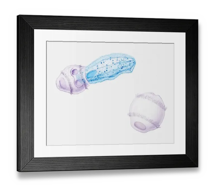 Framed Print : Illustration of Didinium on its own and swallowing a Paramecium Framed Print : Illustration of Didinium on its own and swallowing a Paramecium