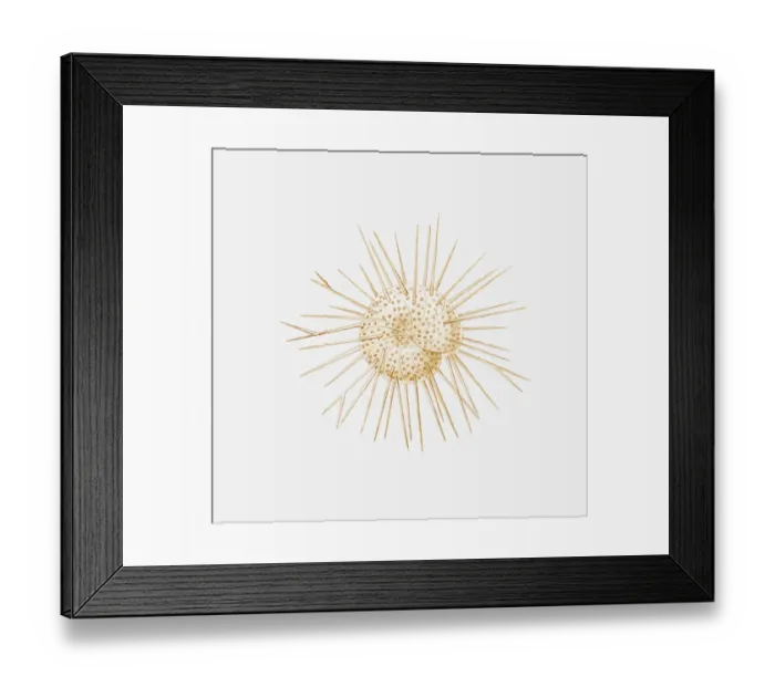 Framed Print : Illustration of foraminiferan shell Framed Print : Illustration of foraminiferan shell