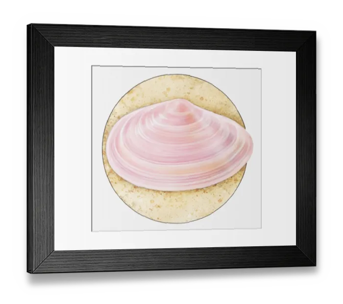 Framed Print : Illustration of Thin tellin (Tellina tenuis) shell in sand Framed Print : Illustration of Thin tellin (Tellina tenuis) shell in sand