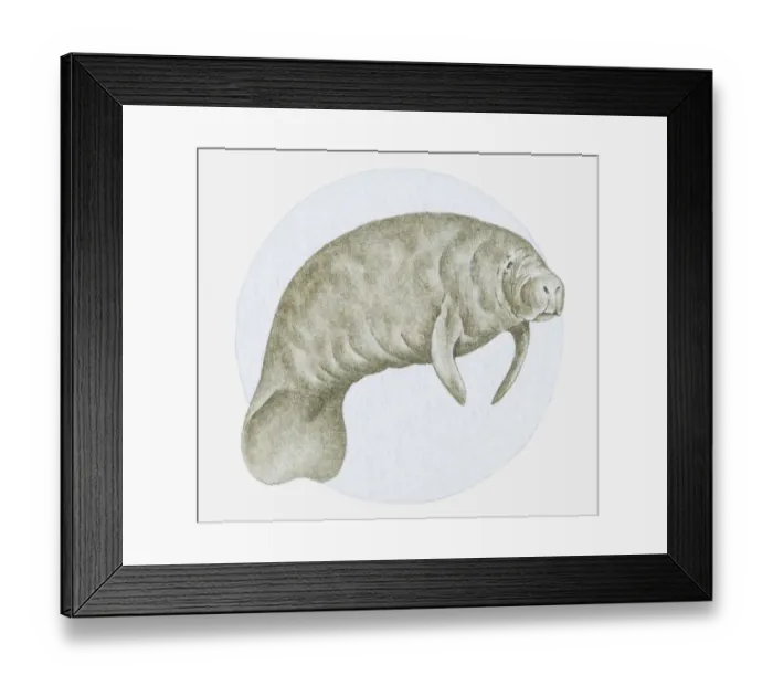 Framed Print : Illustration of a Manatee (Trichechus sp. ) underwater Framed Print : Illustration of a Manatee (Trichechus sp. ) underwater