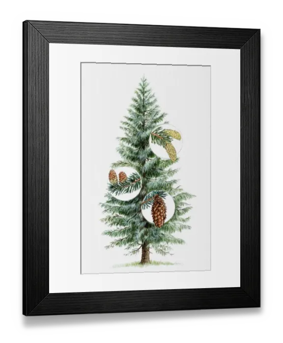 Framed Print : Illustration of coniferous tree with young female cones (megastrobilus), male cones (microstrobilus), and mature female cones Framed Print : Illustration of coniferous tree with young female cones (megastrobilus), male cones (microstrobilus), and mature female cones