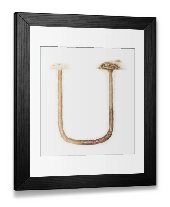 Framed Print : Illustration of Arenicola marina (Lugworm or Sandworm) in tunnel underneath a beach