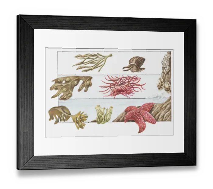 Framed Print : Illustration of animals living on the shore beneath beach surface, channelled wrack, rough periwinkle, acorn barnacle, bladder wrack, beadlet anemone, oarweed, sea squirt, scarlet starfish Framed Print : Illustration of animals living on the shore beneath beach surface, channelled wrack, rough periwinkle, acorn barnacle, bladder wrack, beadlet anemone, oarweed, sea squirt, scarlet starfish