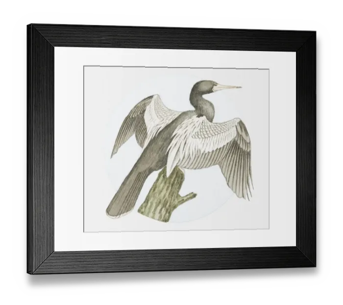 Framed Print : Illustration of American darter (Anhinga anhinga) on tree stump with wings spread Framed Print : Illustration of American darter (Anhinga anhinga) on tree stump with wings spread