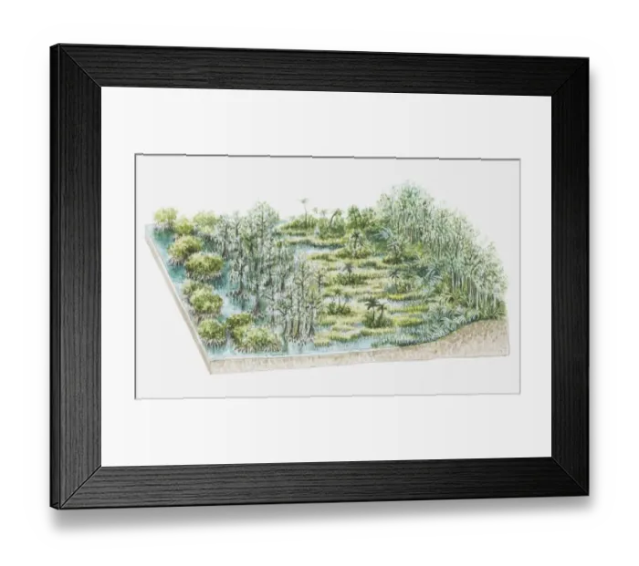 Framed Print : Illustration of swamp flora containing Taxodium distichum (Stunted bald cypress), sawgrass and mangroves Framed Print : Illustration of swamp flora containing Taxodium distichum (Stunted bald cypress), sawgrass and mangroves