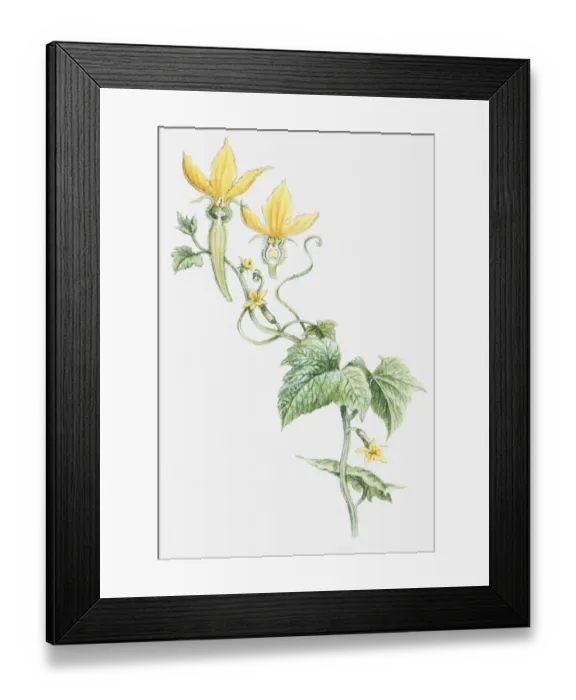 Framed Print : Illustration of male and female flowers and leaves from Cucumis sativus (Cucumber plant) Framed Print : Illustration of male and female flowers and leaves from Cucumis sativus (Cucumber plant)