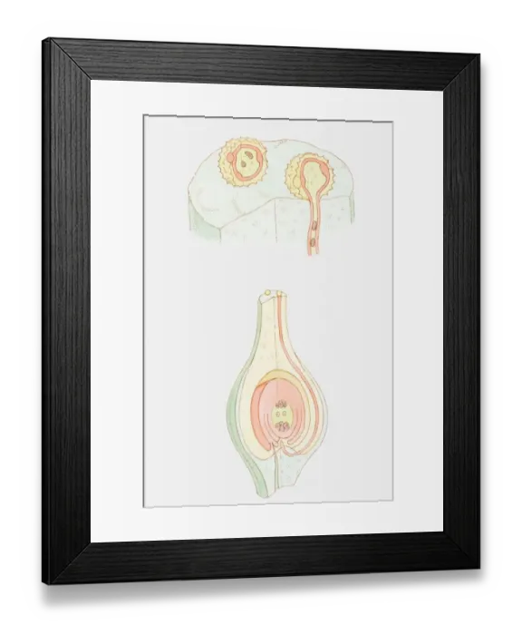 Framed Print : Illustration of fertilization of flower, pollen grain containing male nuclei on stigma, male nucleus travelling down pollen tube, female nuclei inside ovule