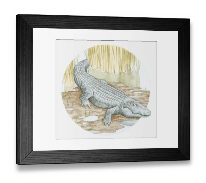 Framed Print : Illustration of American alligator (Alligator mississipiensis) on muddy shore Framed Print : Illustration of American alligator (Alligator mississipiensis) on muddy shore