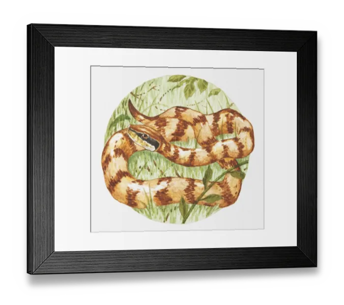 Framed Print : Illustration of Water moccasin (Agkistrodon piscivorus) snake in grass Framed Print : Illustration of Water moccasin (Agkistrodon piscivorus) snake in grass