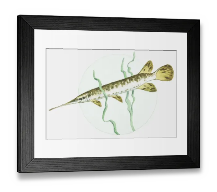Framed Print : Illustration of a Longnose gar (Lepisosteus osseus)