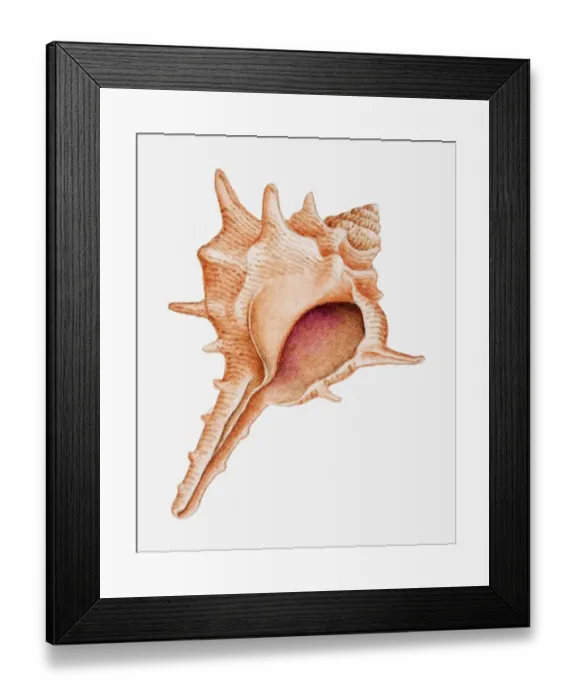Framed Print : Illustration of Murex shell Framed Print : Illustration of Murex shell