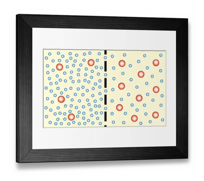 Framed Print : Digital illustration showing water travelling from less concentrated solution through semi-permeable membrane to more concentrated solution during osmosis