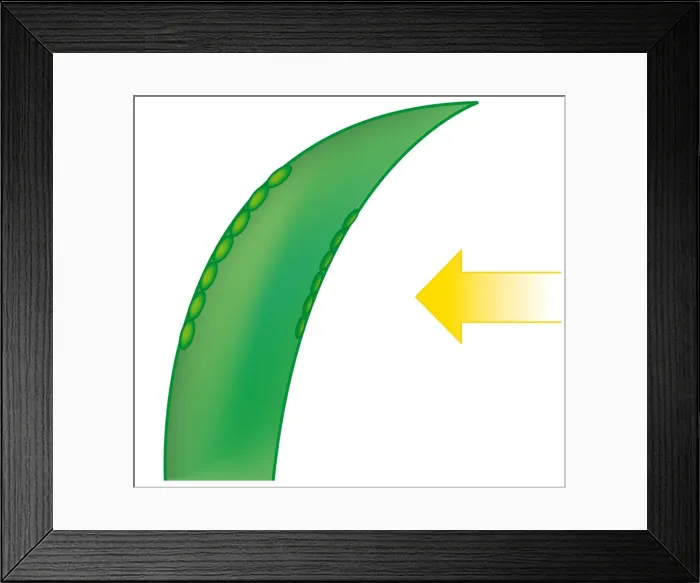 Framed Print : Digital illustration showing leaf growing towards light with auxin on the shaded side of stem Framed Print : Digital illustration showing leaf growing towards light with auxin on the shaded side of stem