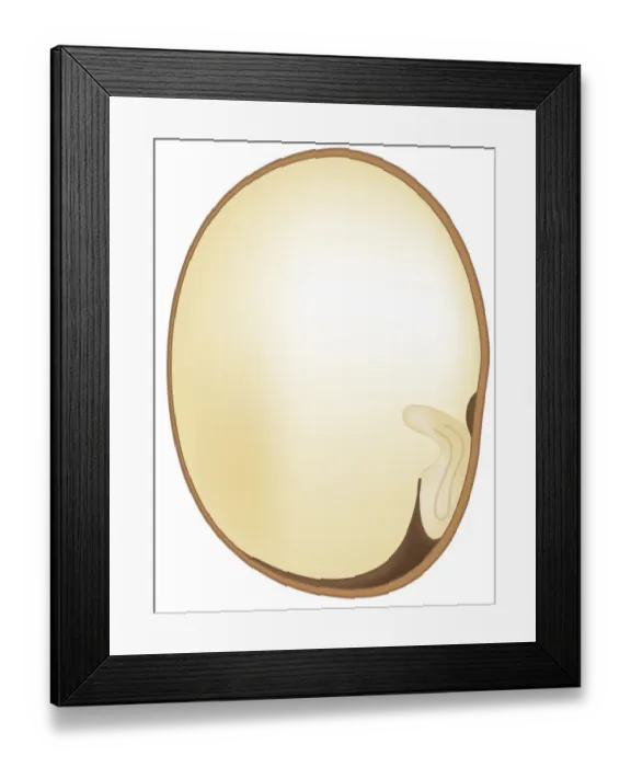 Framed Print : Digital cross section illustration of germinating bean Framed Print : Digital cross section illustration of germinating bean