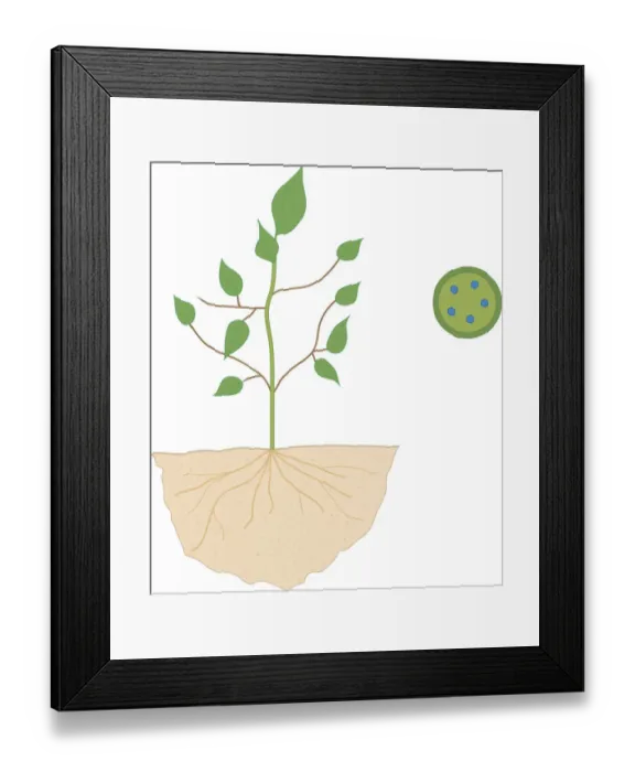 Framed Print : Cross section digital illustration of plant with roots in soil and inset showing how water is drawn up through tubes in stem called Xylem Framed Print : Cross section digital illustration of plant with roots in soil and inset showing how water is drawn up through tubes in stem called Xylem