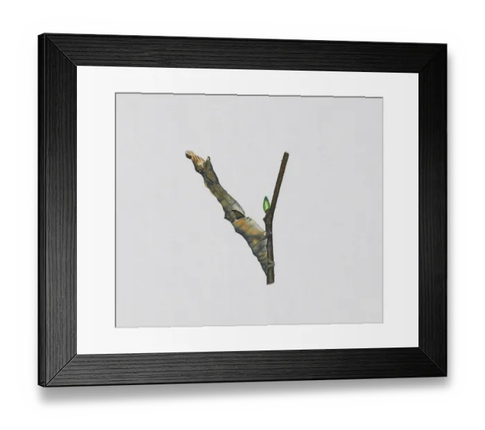 Framed Print : Illustration of Purple Thorn (Selenia tetralunaria) camouflaged on caterpillar on stem Framed Print : Illustration of Purple Thorn (Selenia tetralunaria) camouflaged on caterpillar on stem