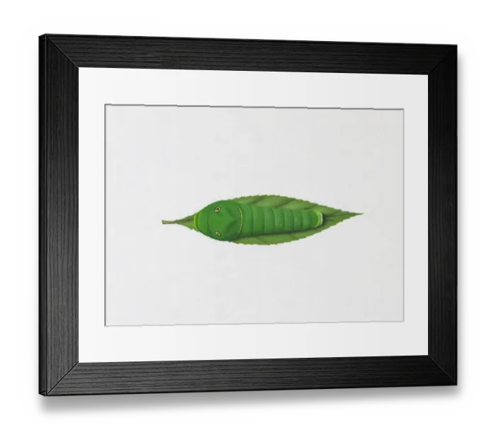 Framed Print : Illustration of Tiger Swallowtail (Papilio Glaucus) caterpillar blending in on green leaf Framed Print : Illustration of Tiger Swallowtail (Papilio Glaucus) caterpillar blending in on green leaf