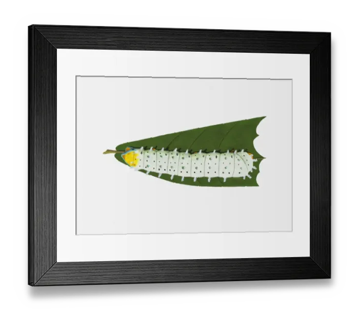 Framed Print : Illustration of Ailanthus Silkmoth (Samia cynthia) caterpillar feeding on leaf Framed Print : Illustration of Ailanthus Silkmoth (Samia cynthia) caterpillar feeding on leaf