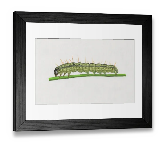 Framed Print : Illustration of Old World Bollworm (Helicoverpa armigera) caterpillar on stem