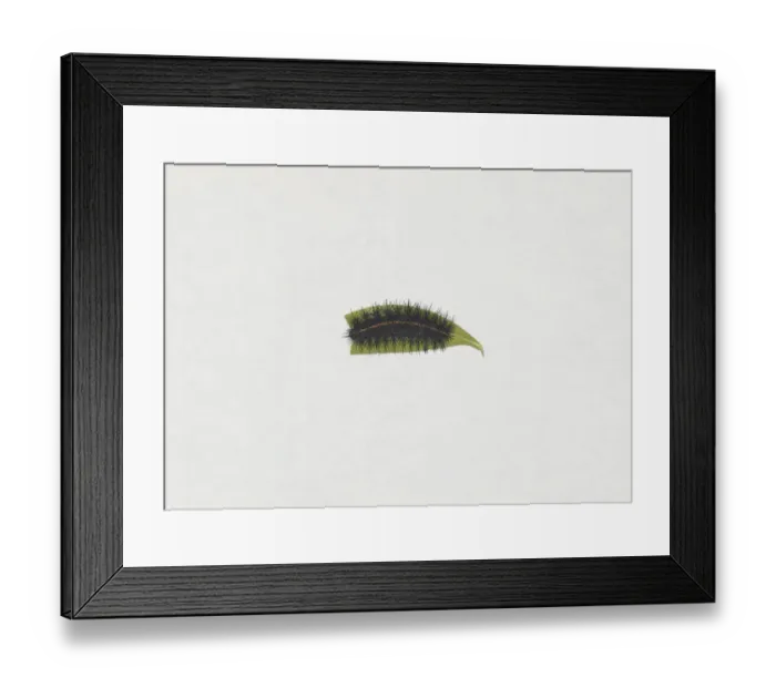 Framed Print : Illustration of White Ermine moth (Spilosoma lubricipeda) caterpillar on green leaf