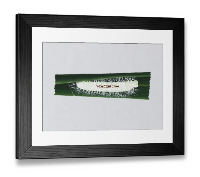 Framed Print : Illustration of white Giant Redeye (Gangara thyrsis) caterpillar on green leaf Framed Print : Illustration of white Giant Redeye (Gangara thyrsis) caterpillar on green leaf