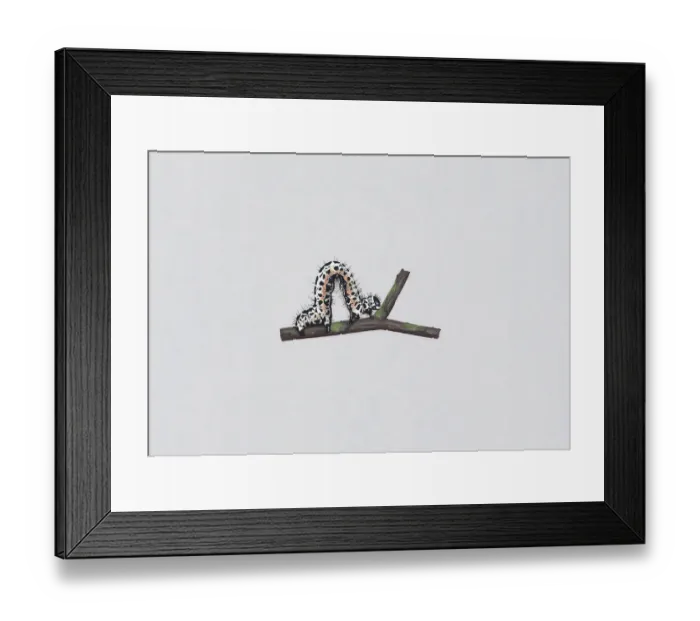 Framed Print : Illustration of Magpie Moth (Abraxas grossulariata) caterpillar on stem Framed Print : Illustration of Magpie Moth (Abraxas grossulariata) caterpillar on stem