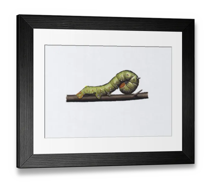Framed Print : Illustration of green Pink-bellied Moth (Oenochroma vinaria) caterpillar on brown stem
