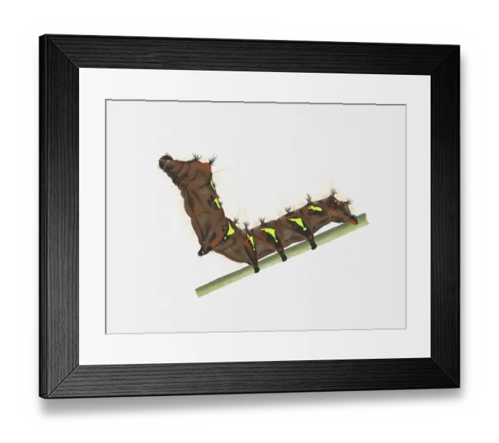 Framed Print : Illustration of Golden Emperor (Loepa Katinka) caterpillar on stem Framed Print : Illustration of Golden Emperor (Loepa Katinka) caterpillar on stem