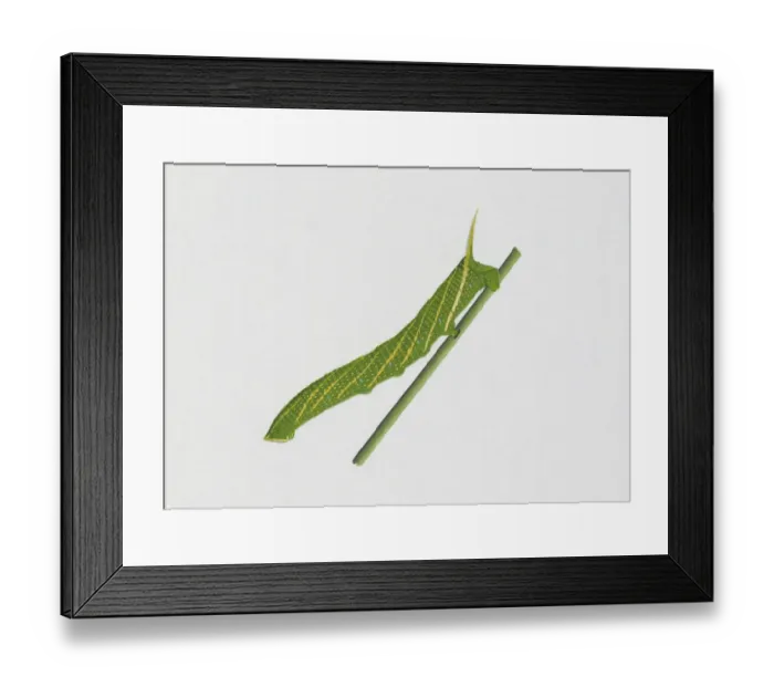 Framed Print : Illustration of Streaked Sphinx (Protambulyx strigilis) caterpillar on green stem Framed Print : Illustration of Streaked Sphinx (Protambulyx strigilis) caterpillar on green stem