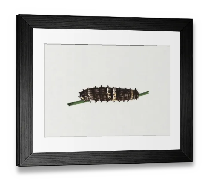 Framed Print : Illustration of Clearwing Swallowtail or Big Greasy (Cressida cressida) caterpillar on green stem Framed Print : Illustration of Clearwing Swallowtail or Big Greasy (Cressida cressida) caterpillar on green stem