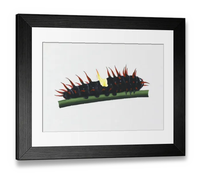 Framed Print : Illustration of Queen Alexandras Birdwing (Ornithoptera alexandrae) caterpillar on green stem Framed Print : Illustration of Queen Alexandras Birdwing (Ornithoptera alexandrae) caterpillar on green stem