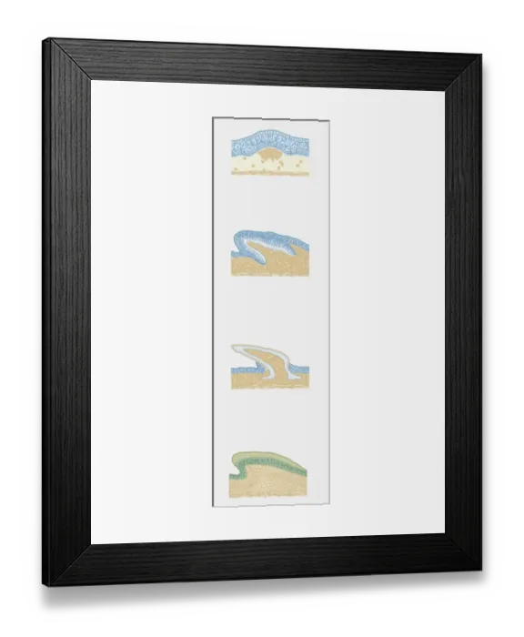 Framed Print : Series of cross section illustrations showing development of shark and snake scales