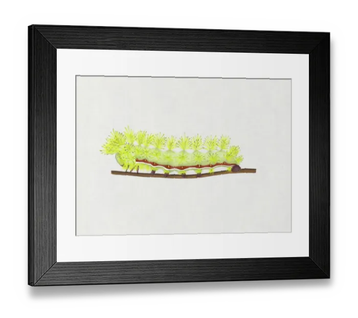 Framed Print : Illustration of green and red striped Io Moth (Automeris io) caterpillar on stem