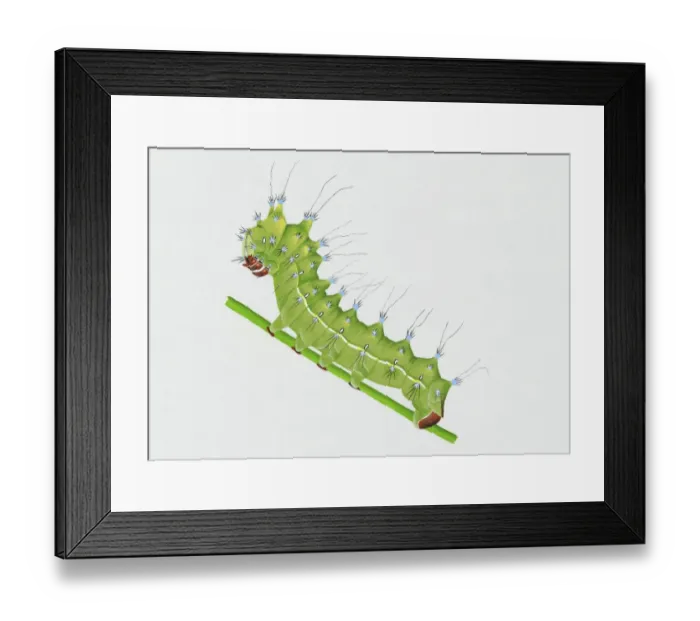 Framed Print : Illustration of green Great Peacock Moth (Saturnia pyri) caterpillar on stem
