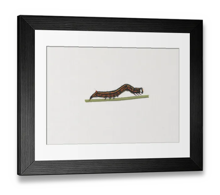 Framed Print : Illustration of Castor Semi-looper (Achaea janata) caterpillar on green stem Framed Print : Illustration of Castor Semi-looper (Achaea janata) caterpillar on green stem