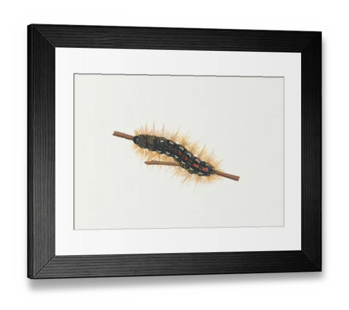 Framed Print : Illustration of Brown-tail (Euproctis chrysorrhoea) caterpillar on stem
