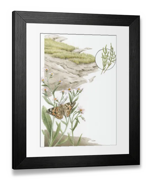 Framed Print : Illustration of mud and grass marsh with close up of Painted Lady (Vanessa cardui) butterfly feeding on Sea aster flowers and inset of glasswort Framed Print : Illustration of mud and grass marsh with close up of Painted Lady (Vanessa cardui) butterfly feeding on Sea aster flowers and inset of glasswort