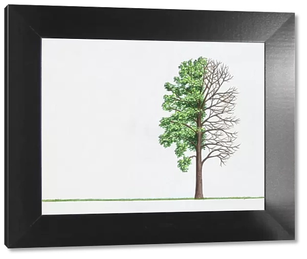 Illustration of Poplar (Populus) tree with green leaves and bare branches