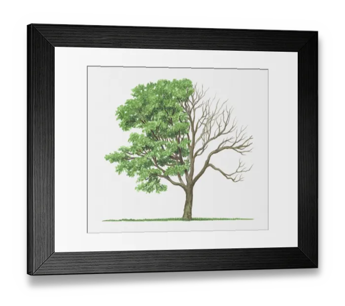 Framed Print : Illustration of green leaves and bare branches of Acer circinatum (Vine Maple) tree Framed Print : Illustration of green leaves and bare branches of Acer circinatum (Vine Maple) tree