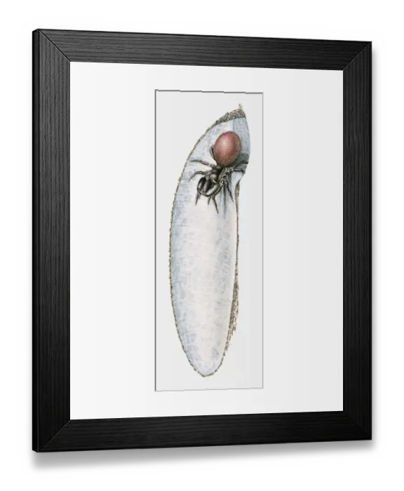 Framed Print : Female Purse web spider (Atypus affinis) in silken pouch Framed Print : Female Purse web spider (Atypus affinis) in silken pouch
