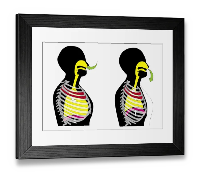Framed Print : Illustration of person inhaling and exhaling Framed Print : Illustration of person inhaling and exhaling