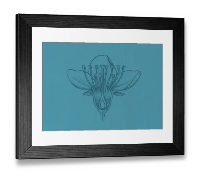 Framed Print : Illustration of broadleaf flower showing ovules inside the ovary Framed Print : Illustration of broadleaf flower showing ovules inside the ovary