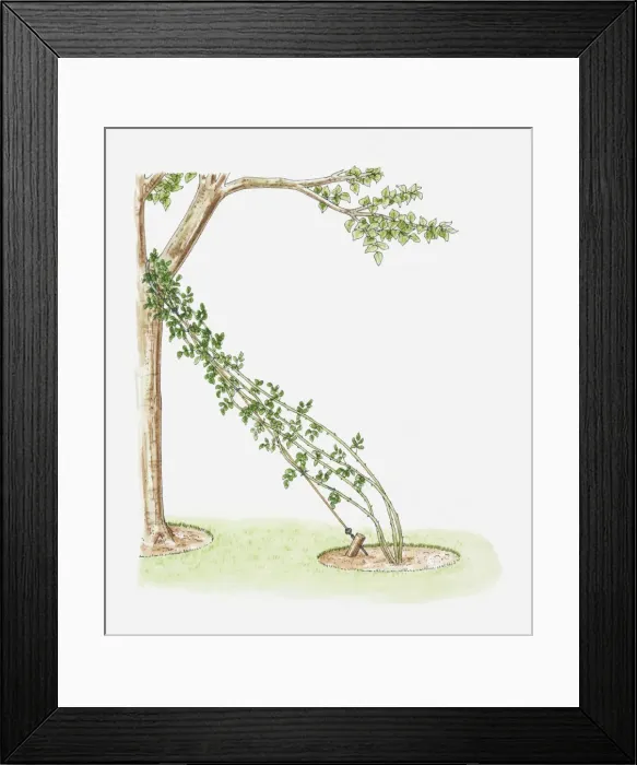 Framed Print : Illustration of rose climber attached to wire next to tree using it as support Framed Print : Illustration of rose climber attached to wire next to tree using it as support