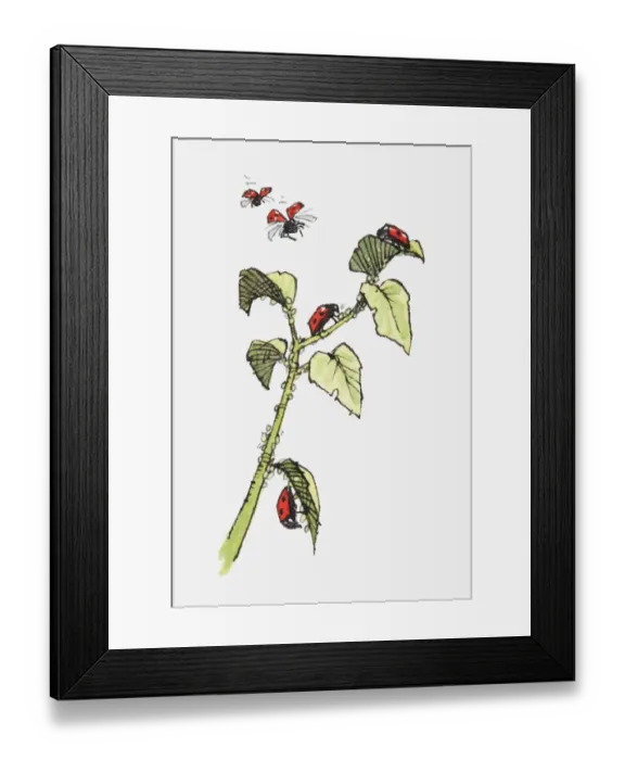 Framed Print : Illustration of Ladybirds (Coccinella septempunctata) crawling on stem and leaves of plant and in flight Framed Print : Illustration of Ladybirds (Coccinella septempunctata) crawling on stem and leaves of plant and in flight