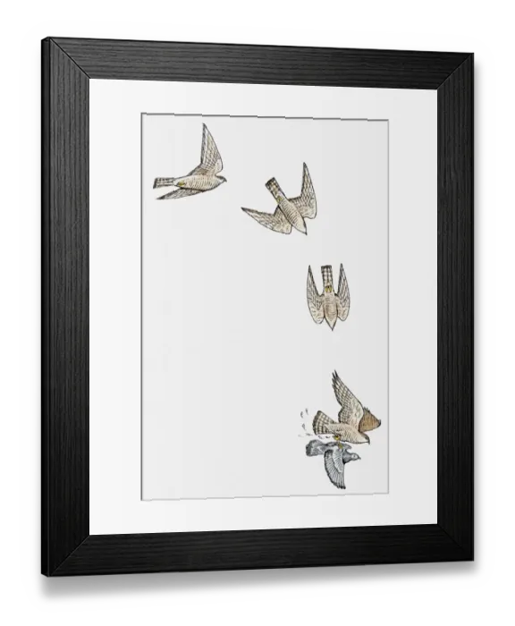 Framed Print : Series of illustrations showing Sparrowhawk (Accipiter nisus) diving and swooping to catch pigeon Framed Print : Series of illustrations showing Sparrowhawk (Accipiter nisus) diving and swooping to catch pigeon