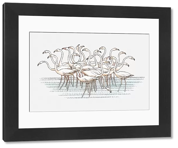 Illustration of flock of Lesser Flamingo (Phoenicopterus minor) standing in water