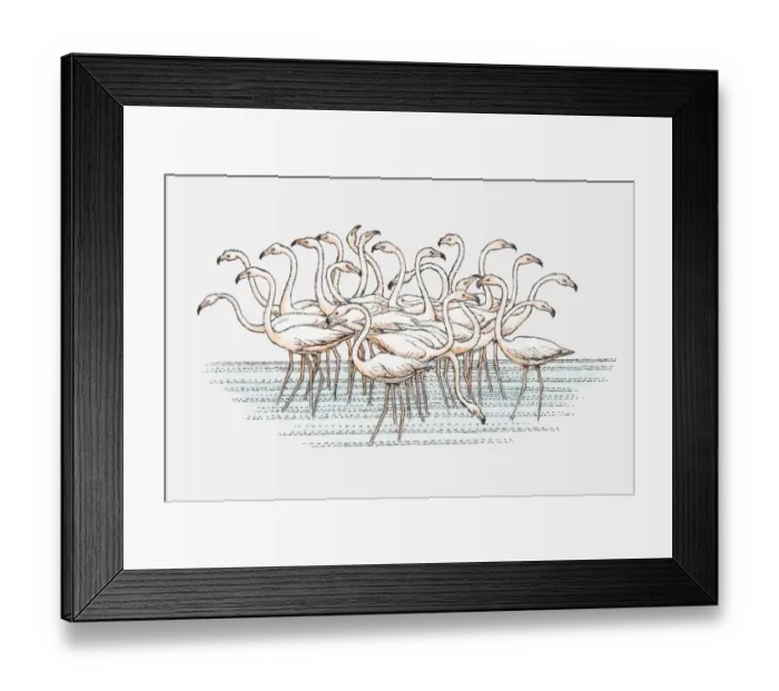 Framed Print : Illustration of flock of Lesser Flamingo (Phoenicopterus minor) standing in water Framed Print : Illustration of flock of Lesser Flamingo (Phoenicopterus minor) standing in water
