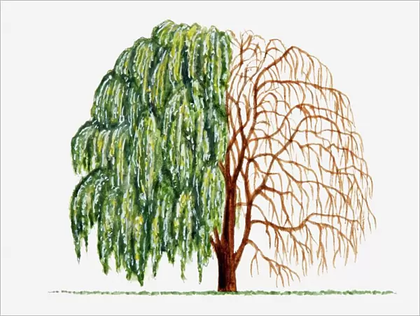 Illustration of green leaves and bare branches of Salix alba (Weeping Willow) tree