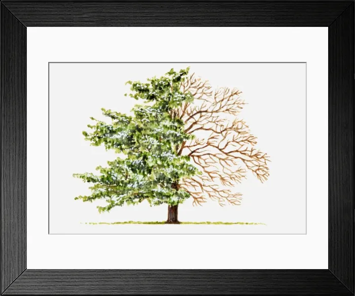 Framed Print : Illustration of green leaves and bare branches of spreading Castanea (Chestnut) tree Framed Print : Illustration of green leaves and bare branches of spreading Castanea (Chestnut) tree